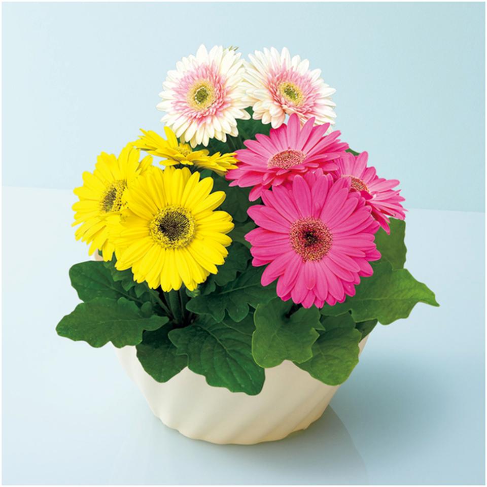 【母の日】タカハシプランテーションガーベラ　カラフル寄せ植え（ＳＵＳＴＥＥ付） 商品サムネイル