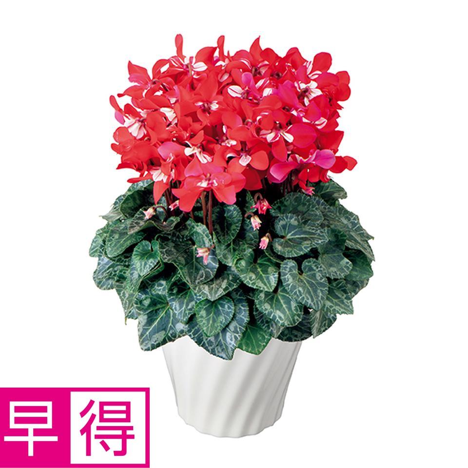 【お歳暮 ギフト早得】タカハシプランテーション シクラメン「ジックス」レッド　６号（ＳＵＳｔｅｅ付） 商品サムネイル
