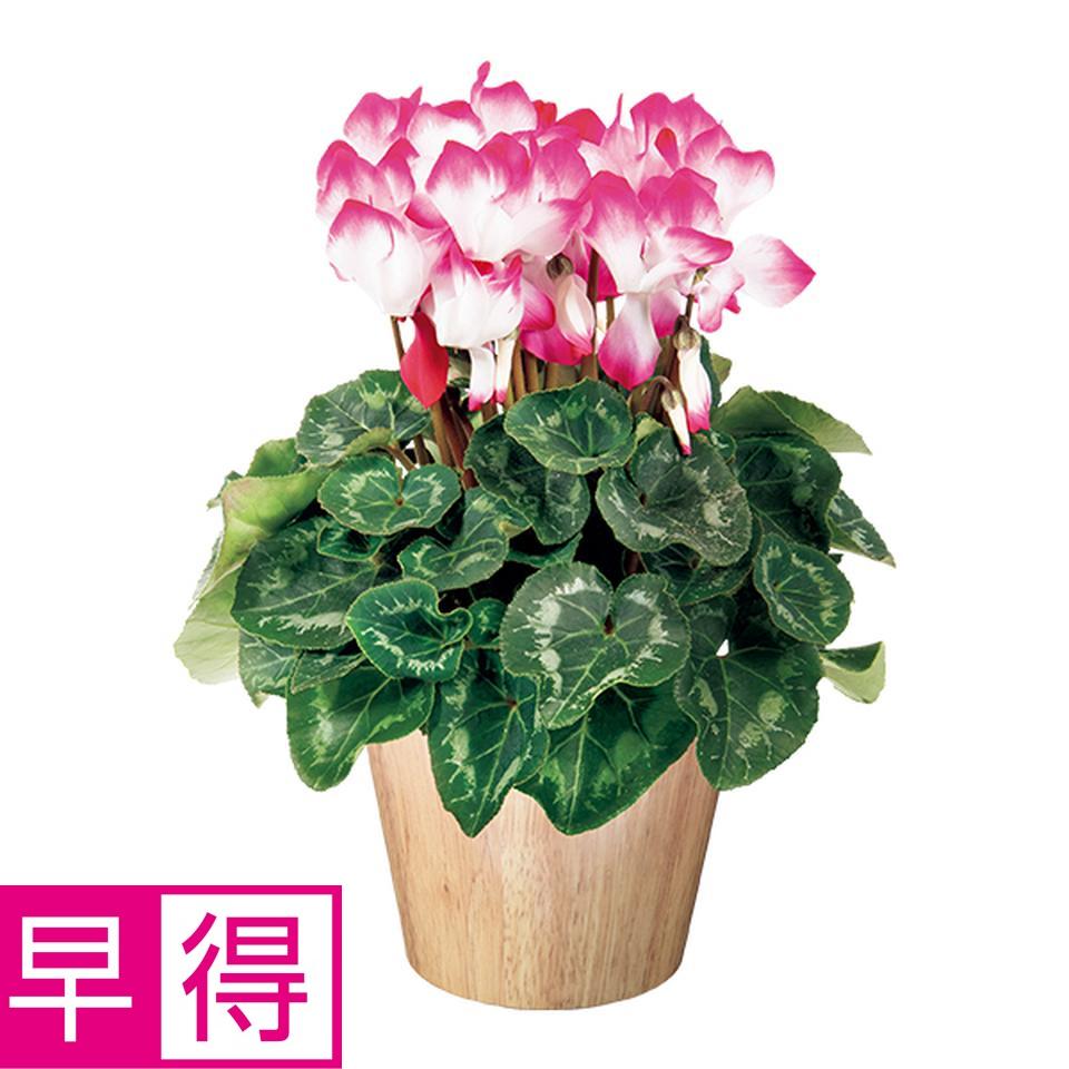 【お歳暮 ギフト早得】タカハシプランテーション シクラメン「バイカラー」レッド（ＳＵＳｔｅｅ付） 商品サムネイル