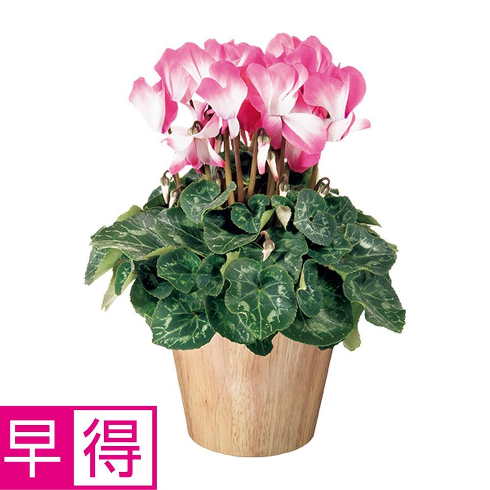 【お歳暮 ギフト早得】タカハシプランテーション シクラメン「バイカラー」ピンク（ＳＵＳｔｅｅ付） 商品サムネイル