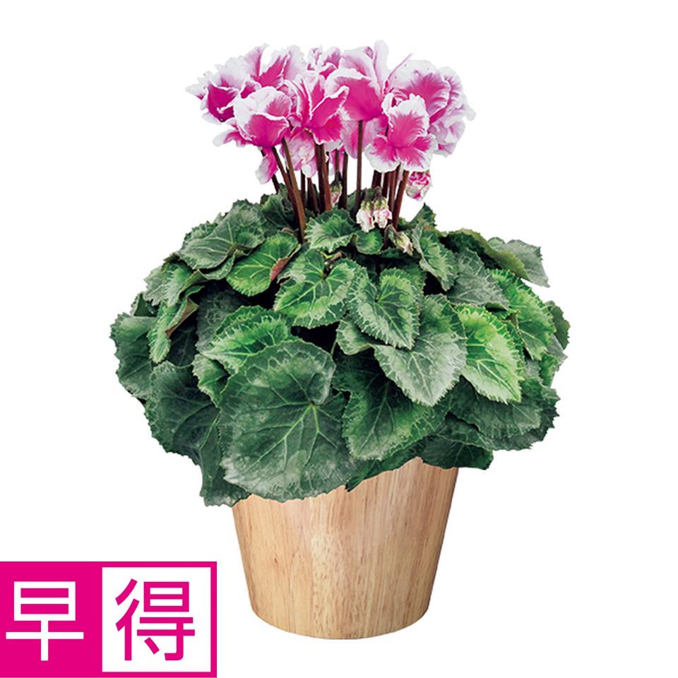 【お歳暮 ギフト早得】タカハシプランテーション シクラメン「ひらり」パープル（ＳＵＳｔｅｅ付） 商品サムネイル