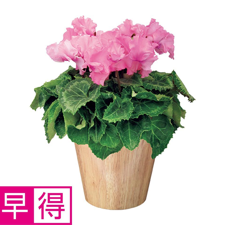 【お歳暮 ギフト早得】タカハシプランテーション シクラメン「ひらり」ピンク（ＳＵＳｔｅｅ付） 商品サムネイル