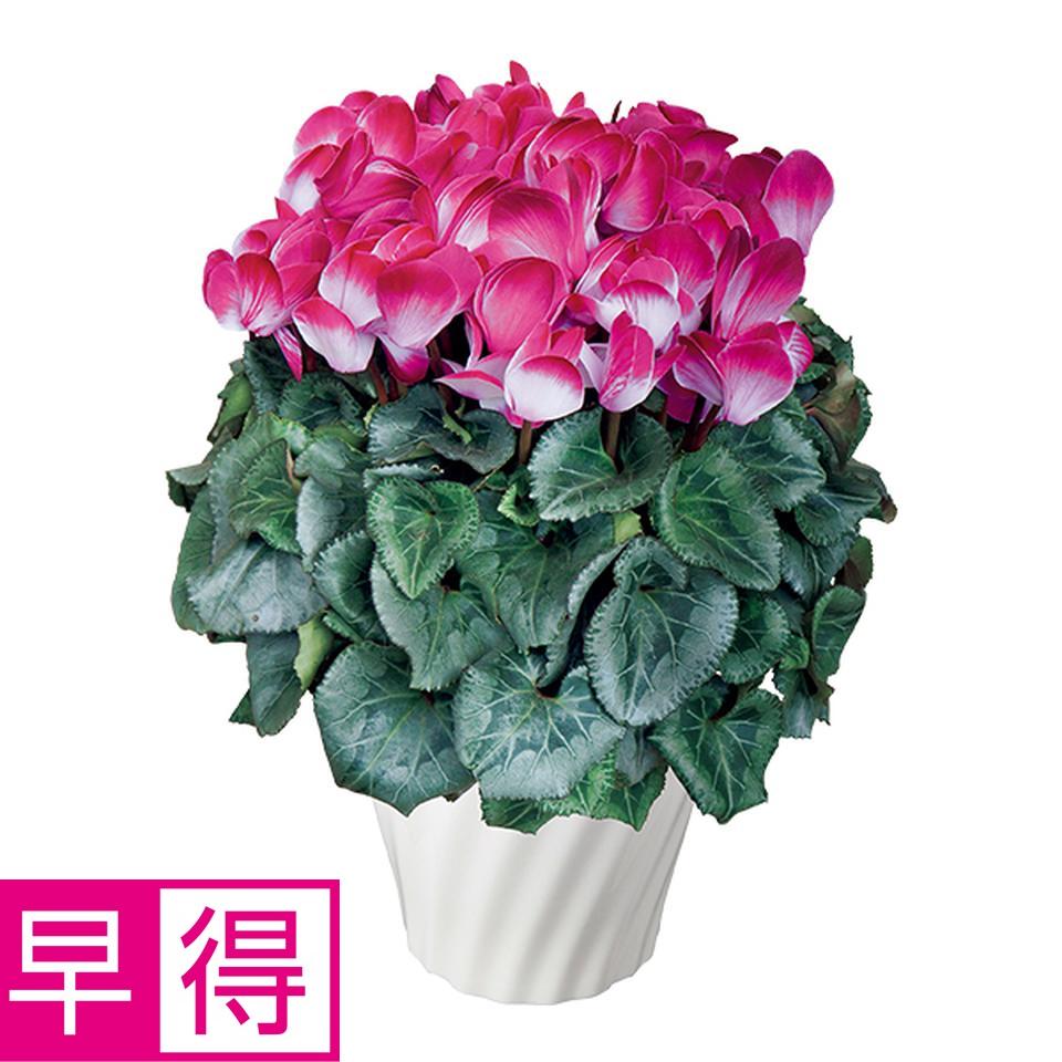 【お歳暮 ギフト早得】タカハシプランテーション シクラメン「プルマージュ」レッド（ＳＵＳｔｅｅ付） 商品サムネイル