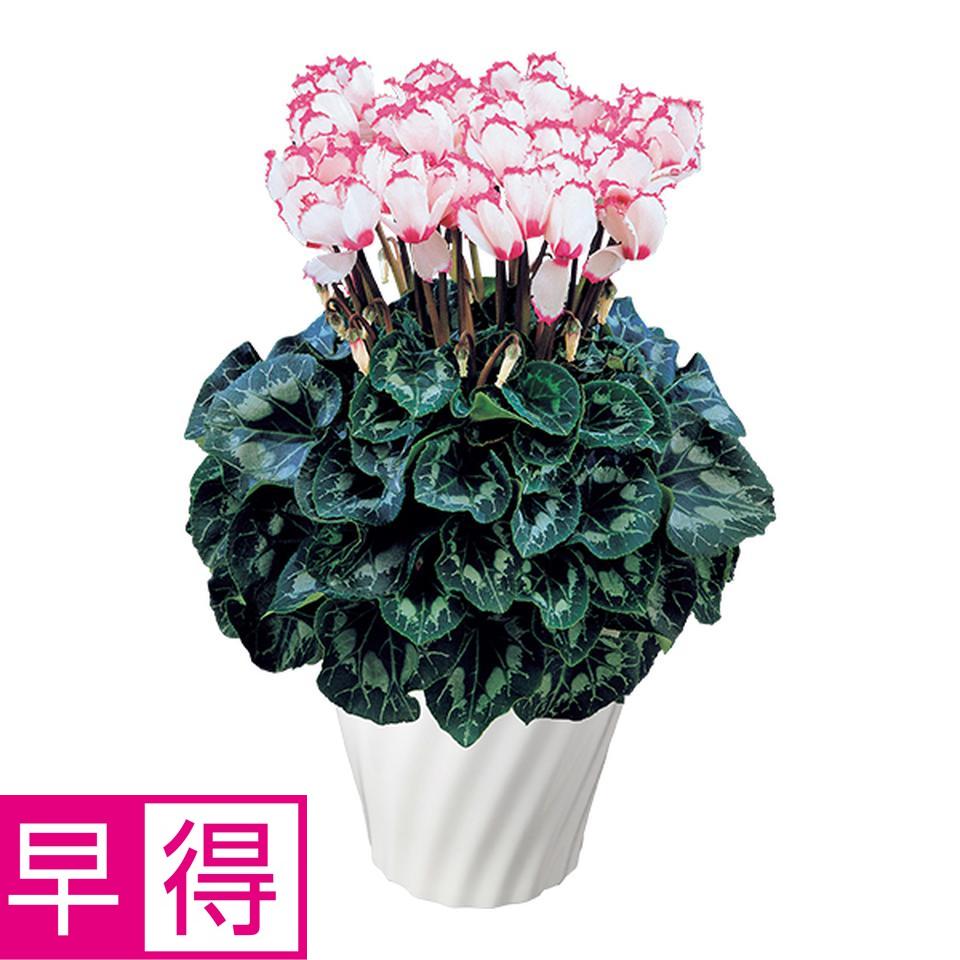 【お歳暮 ギフト早得】タカハシプランテーション シクラメン「ビクトリア」（ＳＵＳｔｅｅ付） 商品サムネイル