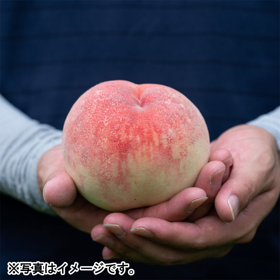 【フルーツギフト】【岐阜】生産者厳選 【特選】飛騨のたからもも 糖度13度以上厳選品 1.5kg(4~6玉入)化粧箱 商品画像(2)