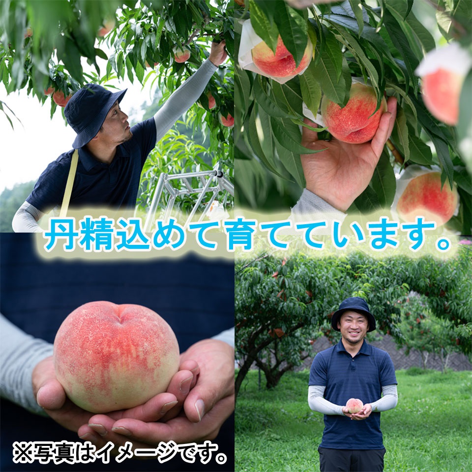 【フルーツギフト】【岐阜】生産者厳選 【特選】飛騨のたからもも 晩生品種 糖度13度以上厳選品 1.5kg(4~6玉入)化粧箱 商品画像(5)