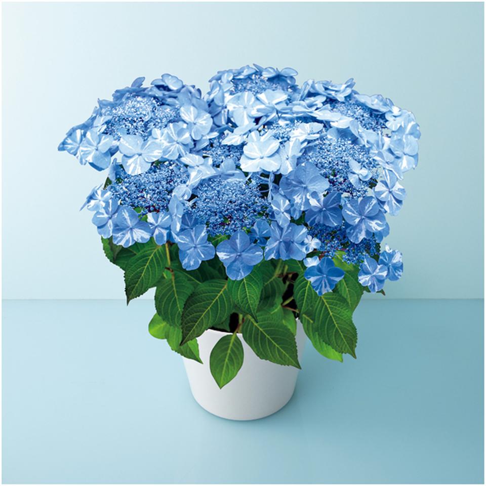 【母の日早得】宮崎園芸あじさい「サニーデイズ」（ＳＵＳＴＥＥ付） 商品サムネイル