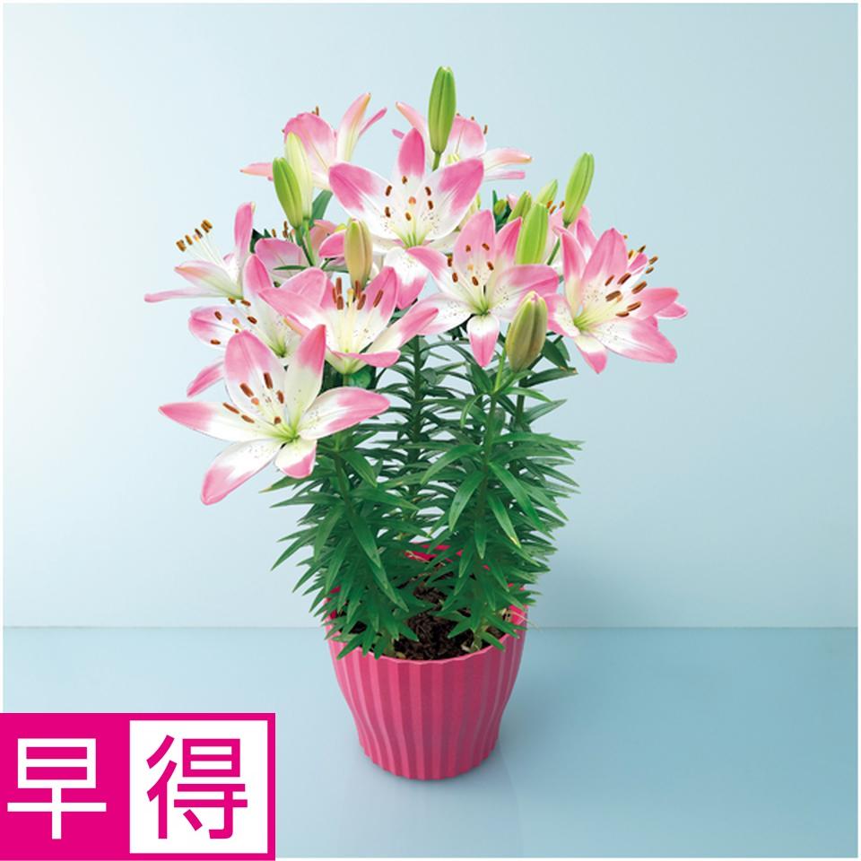 【母の日早得】ＨＡＮＡＭＩＣＨＩユリ「シュガーラブ」（ＳＵＳＴＥＥ付） 商品サムネイル