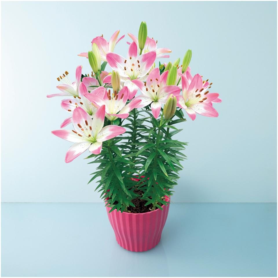 【母の日早得】ＨＡＮＡＭＩＣＨＩユリ「シュガーラブ」（ＳＵＳＴＥＥ付） 商品サムネイル