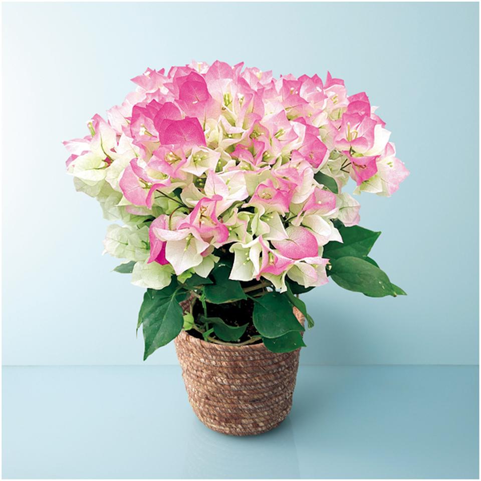 【母の日】石井園芸ブーゲンビリア「クリスタルピンク」（ＳＵＳＴＥＥ付） 商品サムネイル