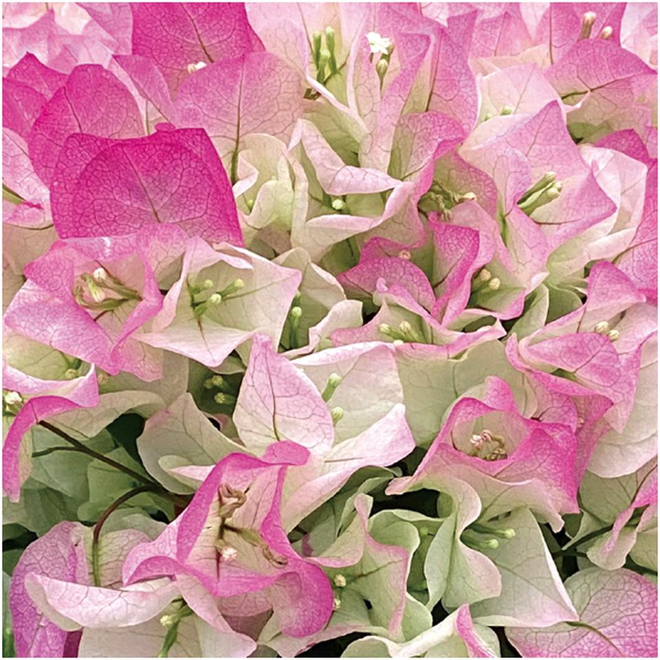 【母の日】石井園芸ブーゲンビリア「クリスタルピンク」(SUSTEE付) 商品画像(1)