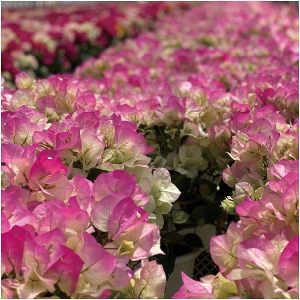 【母の日】石井園芸ブーゲンビリア「クリスタルピンク」(SUSTEE付) 商品画像(2)