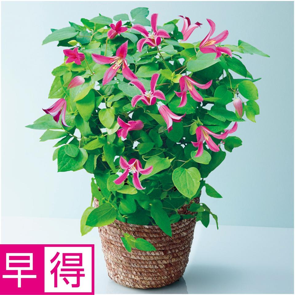 【母の日早得】フローラハシモトクレマチス「プリンセスダイアナ」（ＳＵＳＴＥＥ付） 商品サムネイル