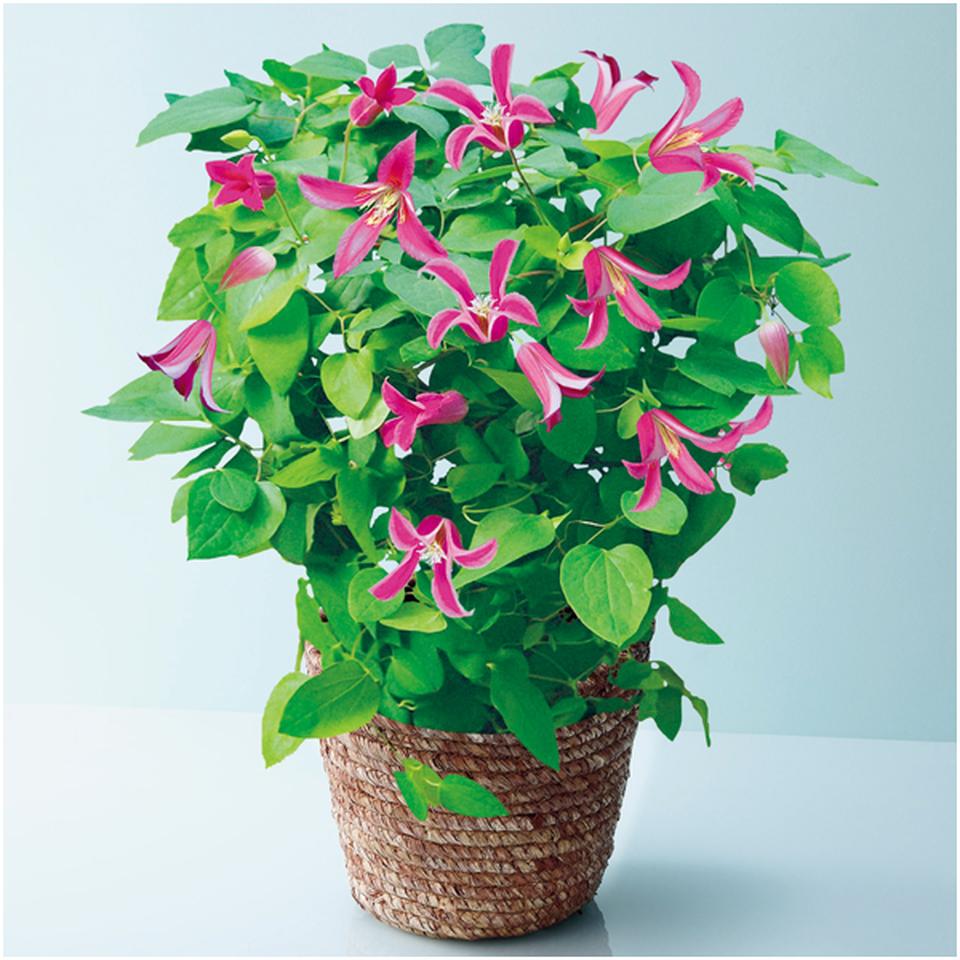 【母の日早得】フローラハシモトクレマチス「プリンセスダイアナ」（ＳＵＳＴＥＥ付） 商品サムネイル