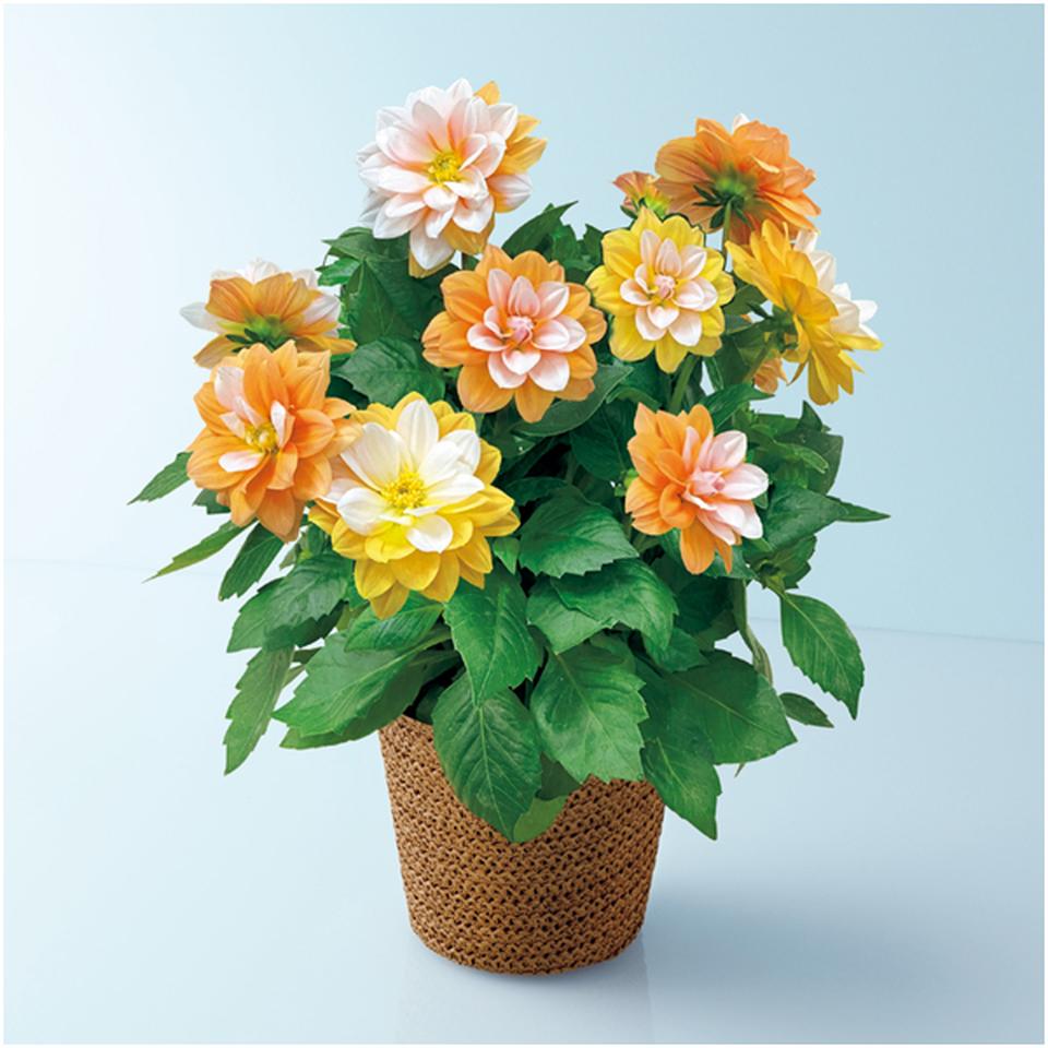 【母の日早得】矢祭園芸ダリア「グランデ・キャラメル」（ＳＵＳＴＥＥ付） 商品サムネイル