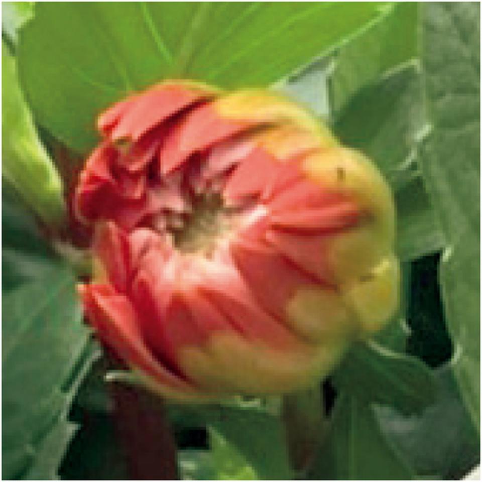 【母の日早得】矢祭園芸ダリア「グランデ・キャラメル」(SUSTEE付) 商品画像(1)