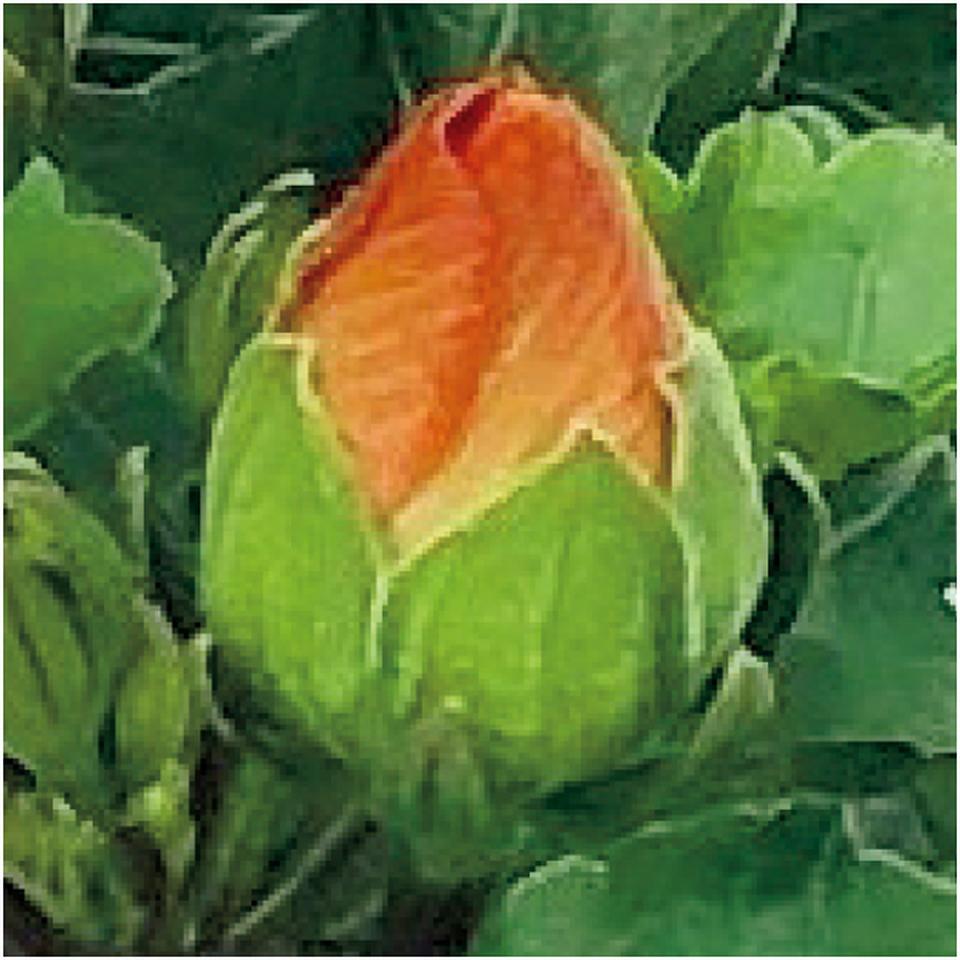 【母の日早得】紅和園ハイビスカス「プチオレンジ」(SUSTEE付) 商品画像(1)