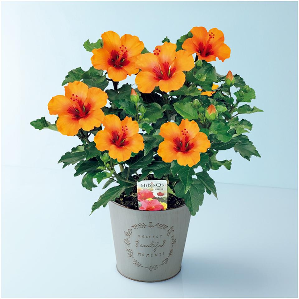 【母の日早得】紅和園ハイビスカス「プチオレンジ」（ＳＵＳＴＥＥ付） 商品サムネイル