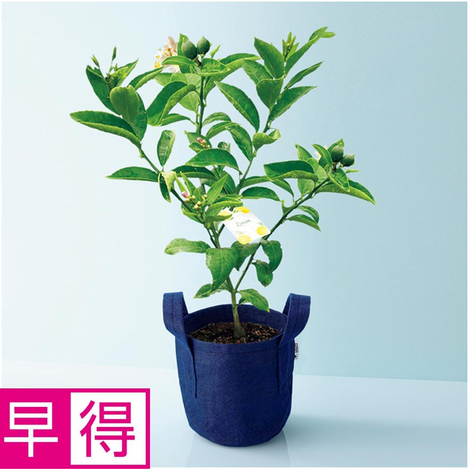 【父の日早得】水澤園芸レモンの木「サイパン」（ＳＵＳＴＥＥ付） 商品サムネイル