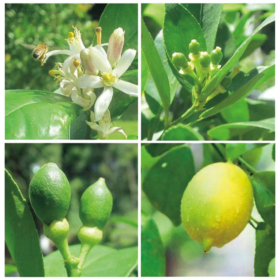 【父の日早得】水澤園芸レモンの木「サイパン」（ＳＵＳＴＥＥ付） 商品サムネイル