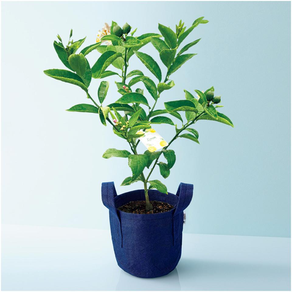 【母の日早得】水澤園芸レモンの木「サイパン」（ＳＵＳＴＥＥ付） 商品サムネイル