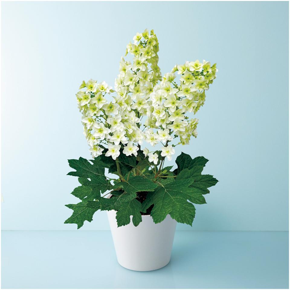 【母の日】かしわばあじさい「スノーフレーク」（ＳＵＳＴＥＥ付） 商品サムネイル