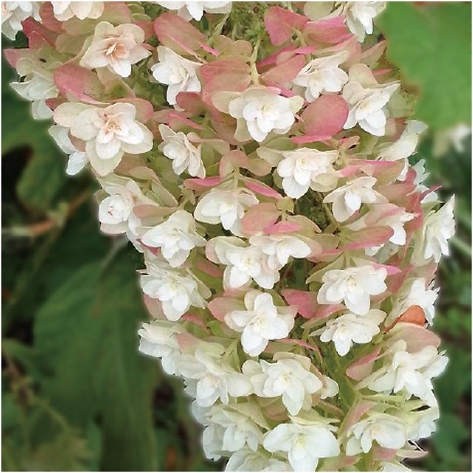 【母の日】かしわばあじさい「スノーフレーク」(SUSTEE付) 商品画像(1)