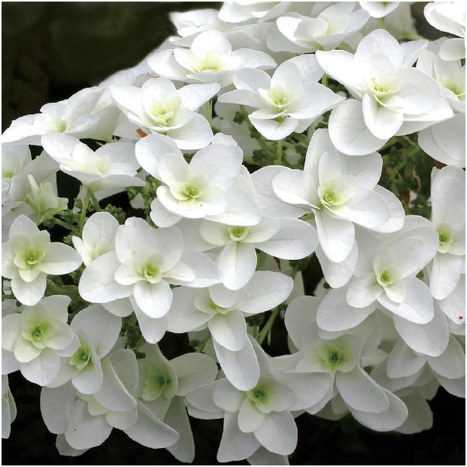 【母の日】かしわばあじさい「スノーフレーク」(SUSTEE付) 商品画像(2)