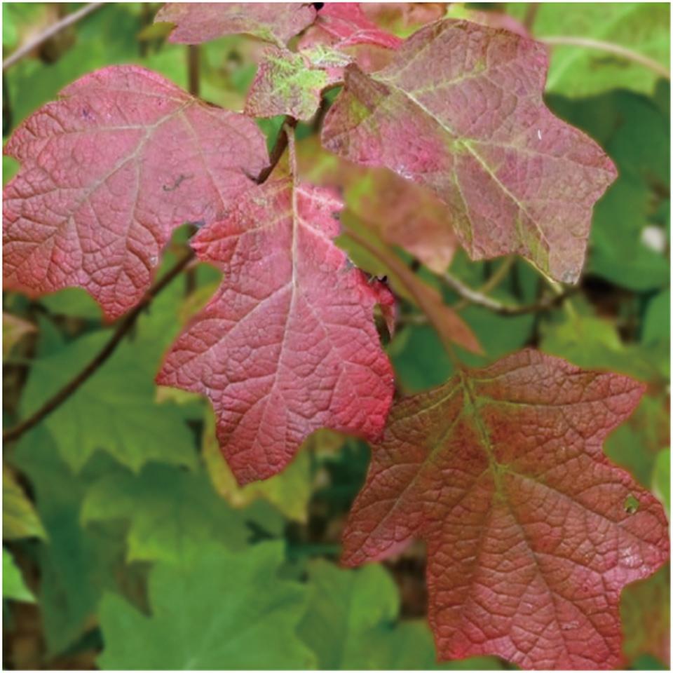 【母の日】かしわばあじさい「スノーフレーク」(SUSTEE付) 商品画像(3)