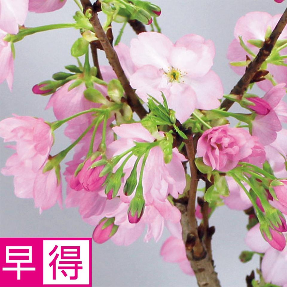 【お歳暮 ギフト早得】フローラル・プロダクツ テーブル盆栽「旭山桜」 商品サムネイル