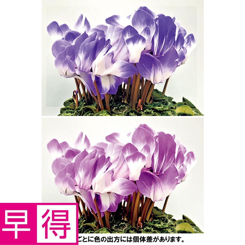 【お歳暮 ギフト早得】林園芸 シクラメン「ラパン・ブルー」（ＳＵＳｔｅｅ付） 商品サムネイル