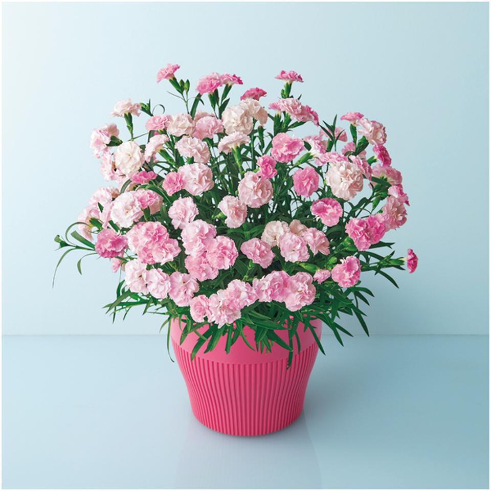 【母の日】矢祭園芸香りのカーネーション「バンビーノ」（ＳＵＳＴＥＥ付） 商品サムネイル