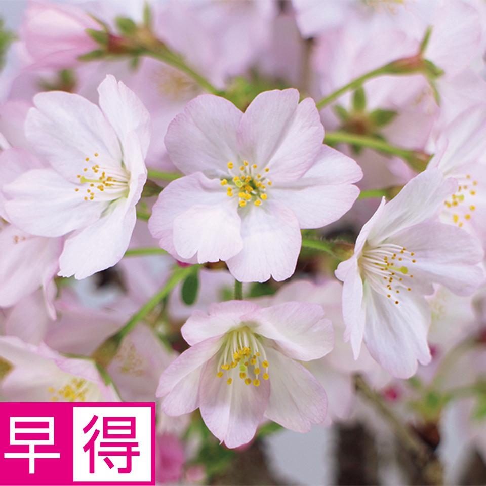 【お歳暮 ギフト早得】フローラル・プロダクツ テーブル盆栽「御殿場桜」 商品サムネイル
