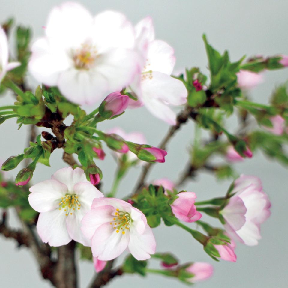 【お歳暮 ギフト早得】フローラル・プロダクツ テーブル盆栽「御殿場桜」 商品画像(1)
