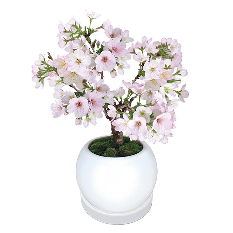 【お歳暮 ギフト早得】フローラル・プロダクツ テーブル盆栽「御殿場桜」 商品画像(2)
