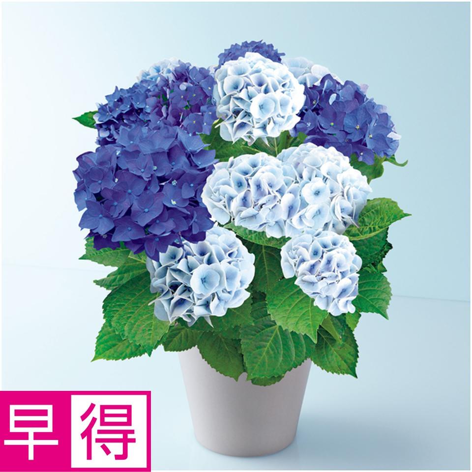 【母の日早得】緑海園芸あじさい「２色植え」（ＳＵＳＴＥＥ付） 商品サムネイル