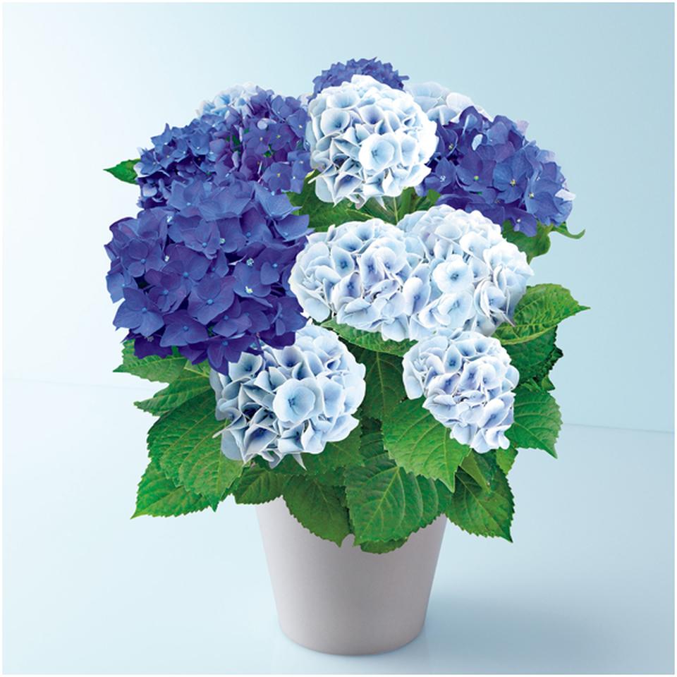 【母の日早得】緑海園芸あじさい「２色植え」（ＳＵＳＴＥＥ付） 商品サムネイル