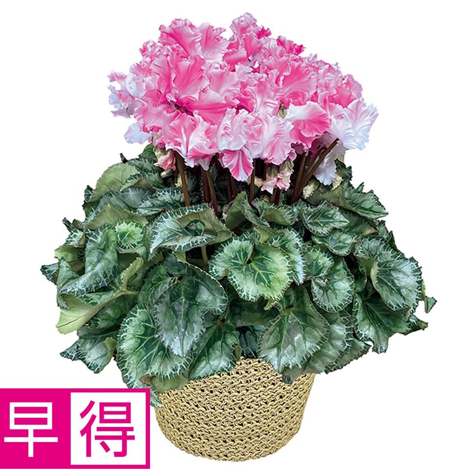 【お歳暮 ギフト早得】愛花園 シクラメン「キャンディケ―ン」（ＳＵＳｔｅｅ付） 商品サムネイル