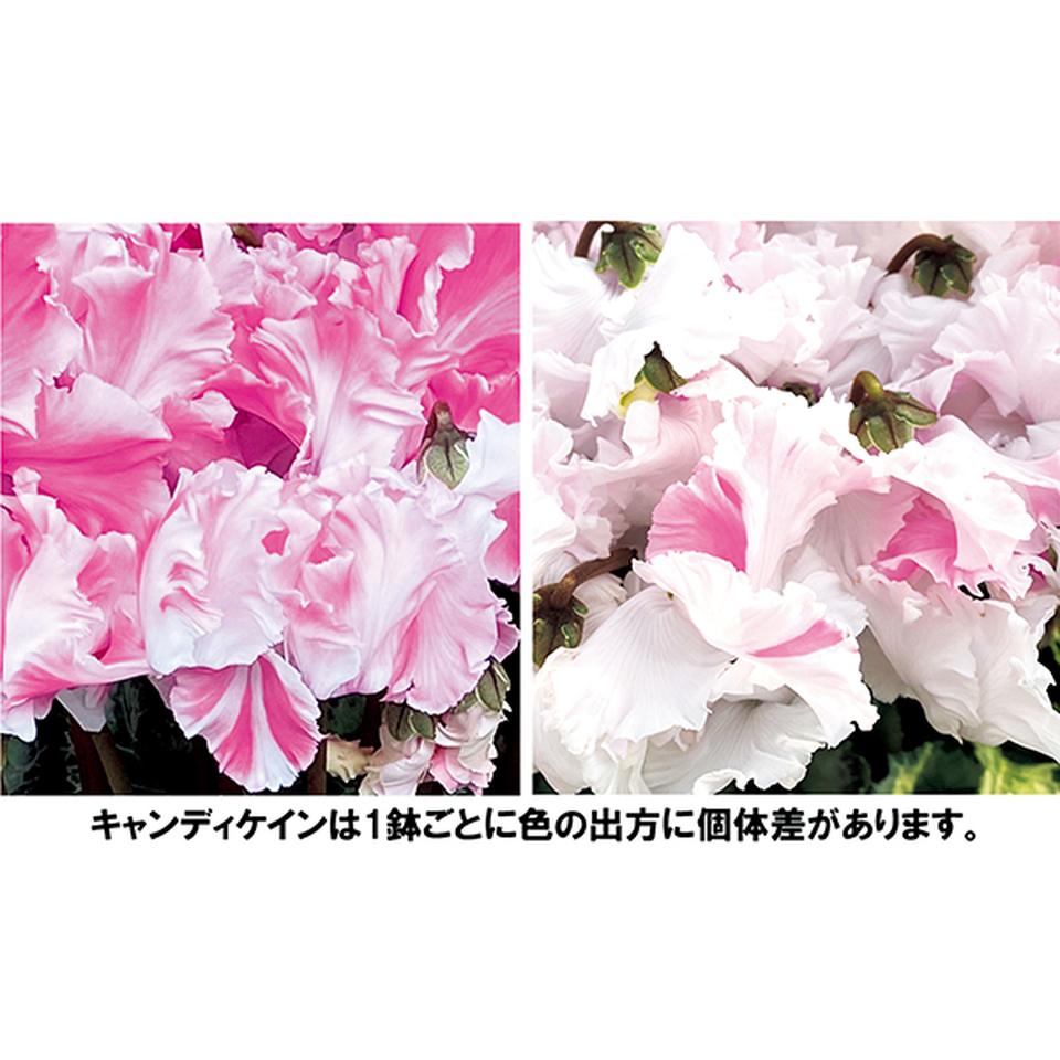 【お歳暮 ギフト早得】愛花園 シクラメン「キャンディケ―ン」(SUStee付) 商品画像(1)