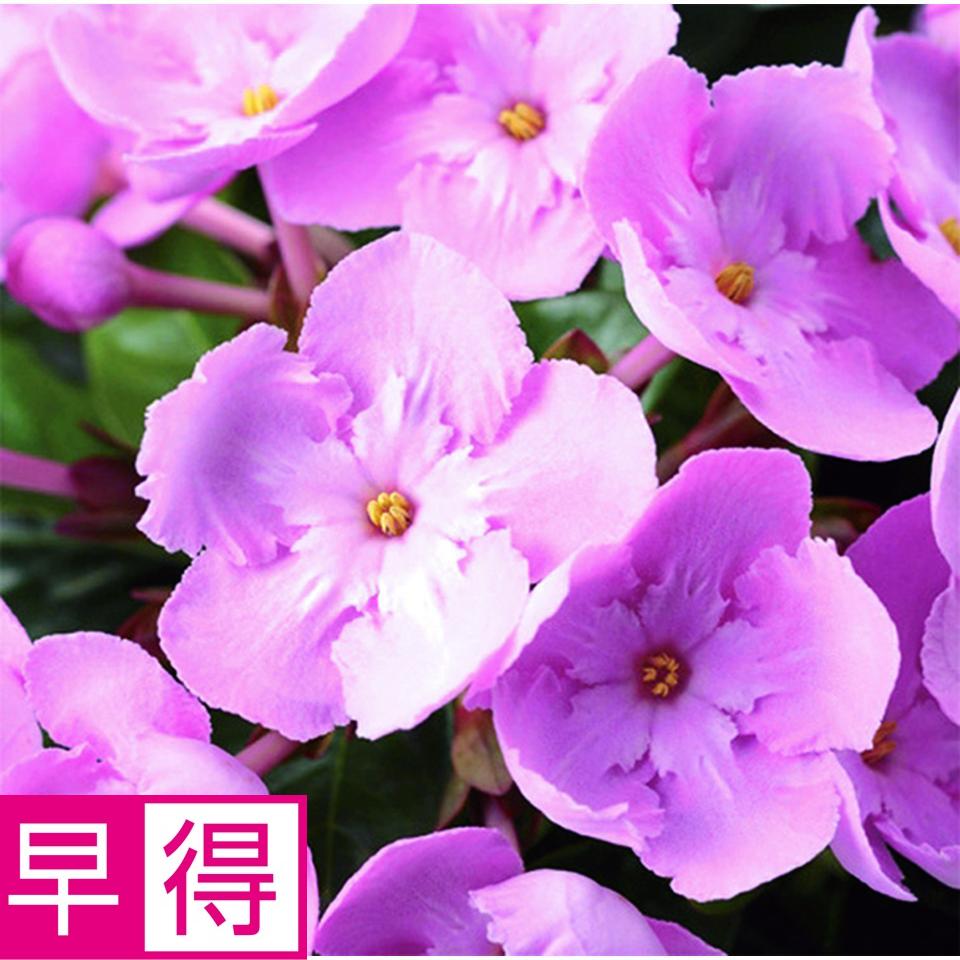 【お歳暮 ギフト早得】登坂園芸 におい桜「ＣＯＣＯ」（ＳＵＳｔｅｅ付） 商品サムネイル