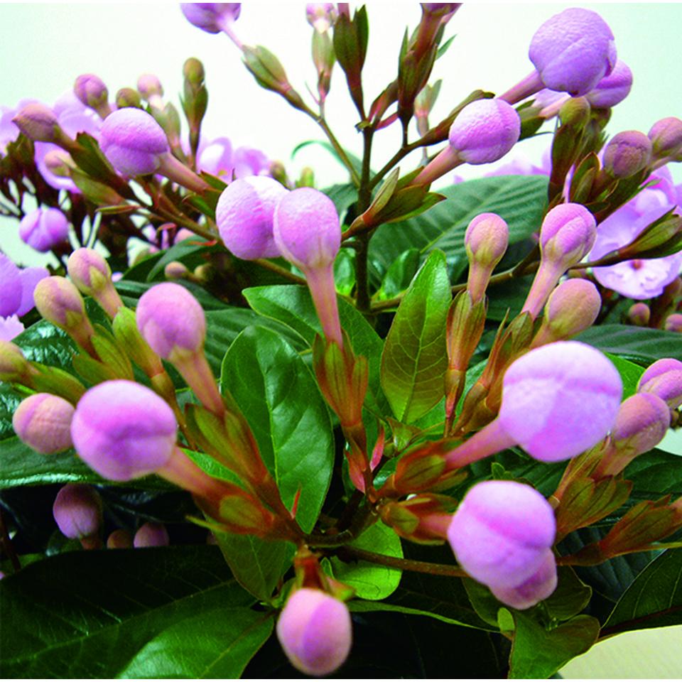 【お歳暮 ギフト早得】登坂園芸 におい桜「COCO」(SUStee付) 商品画像(1)