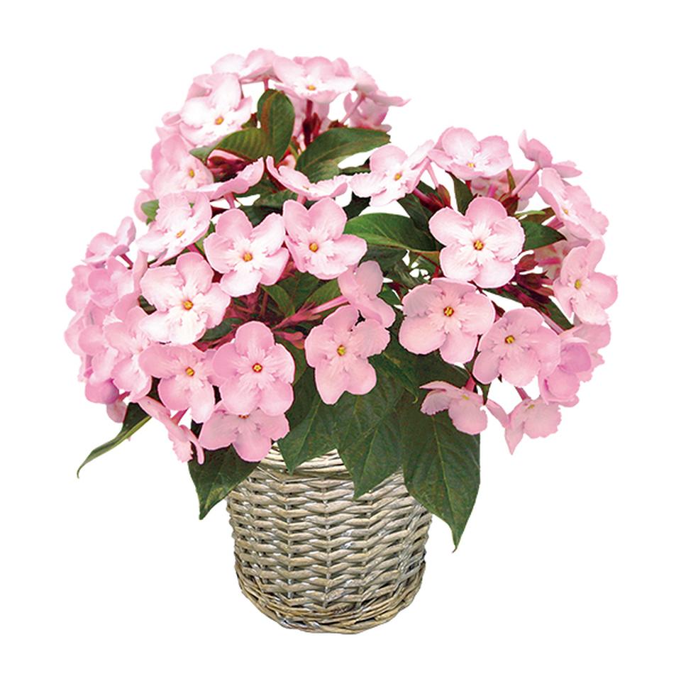 【お歳暮 ギフト早得】登坂園芸 におい桜「COCO」(SUStee付) 商品画像(2)