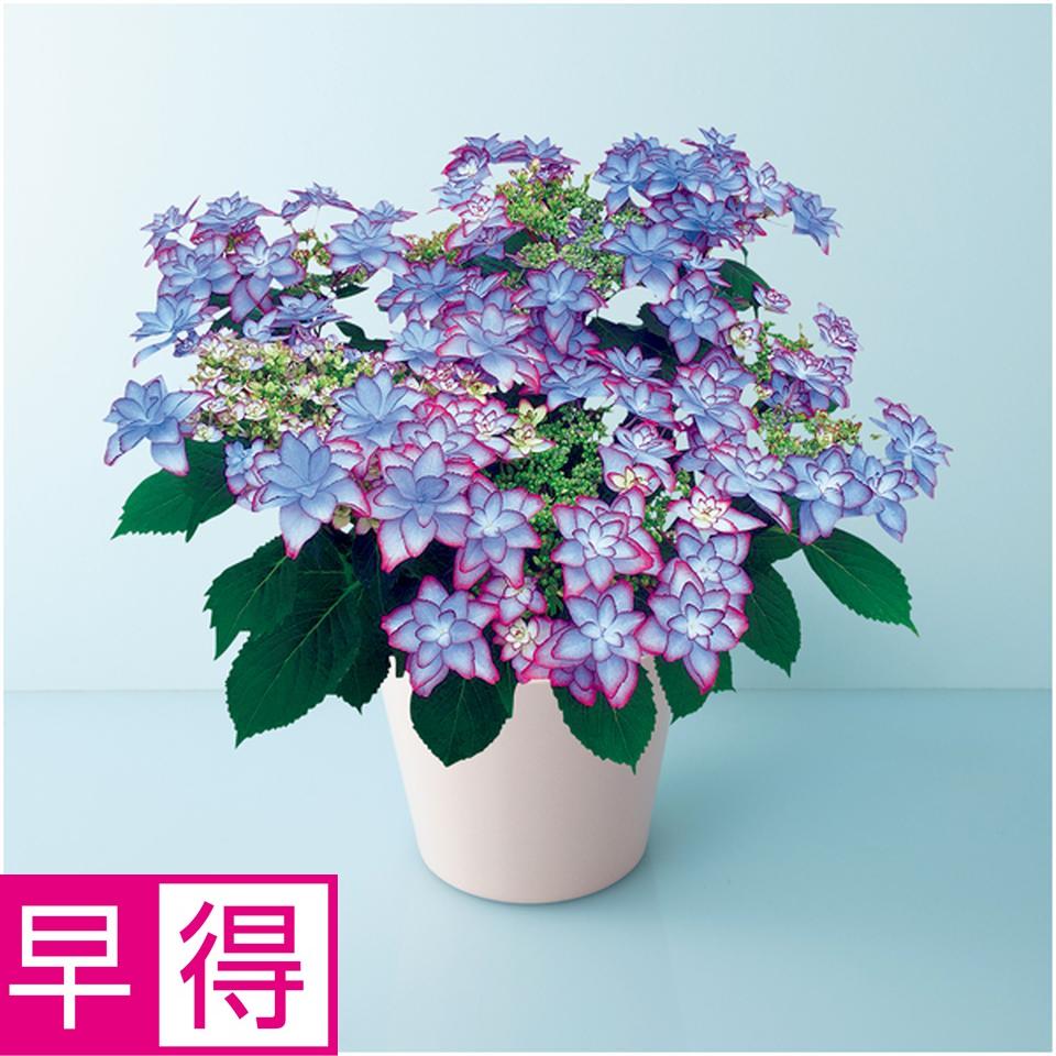 【母の日早得】宮崎園芸あじさい「ひなまつり」ブルー（ＳＵＳＴＥＥ付） 商品サムネイル