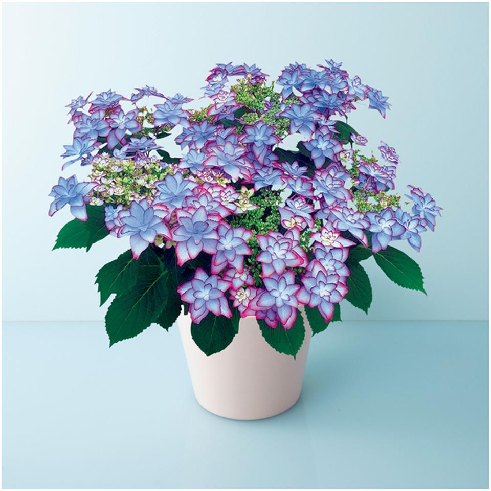 【母の日早得】宮崎園芸あじさい「ひなまつり」ブルー（ＳＵＳＴＥＥ付） 商品サムネイル