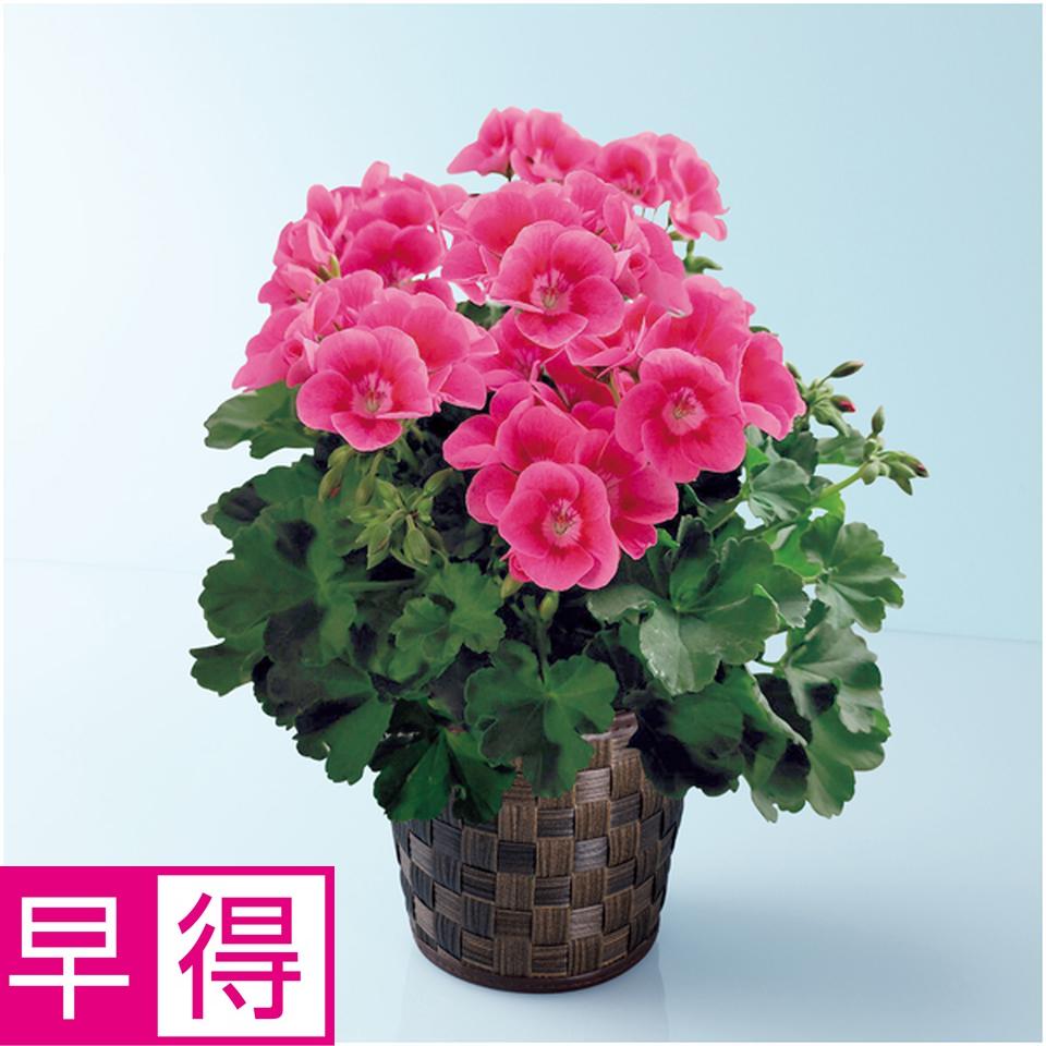 【母の日早得】多田園芸ゼラニューム「プリティリトルピンク」（ＳＵＳＴＥＥ付） 商品サムネイル