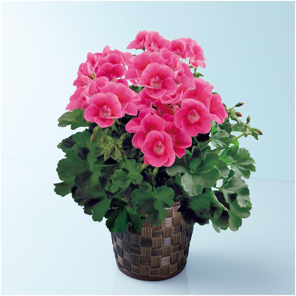 【母の日早得】多田園芸ゼラニューム「プリティリトルピンク」（ＳＵＳＴＥＥ付） 商品サムネイル