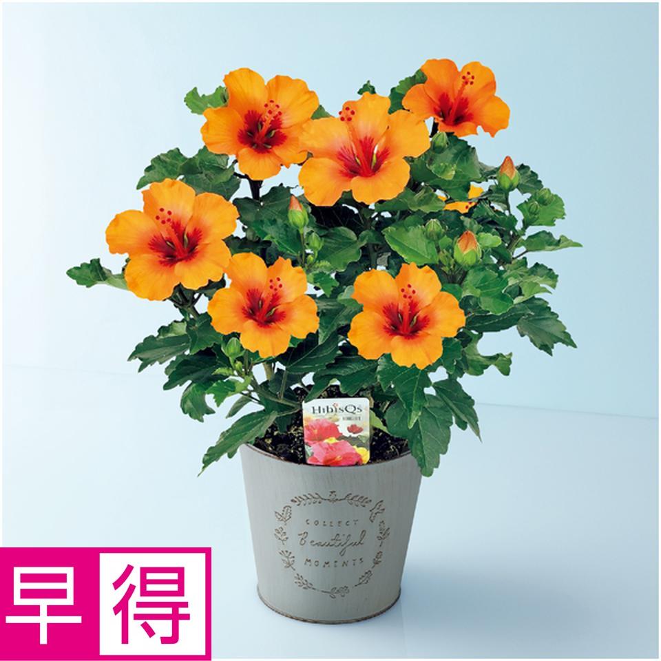 【父の日早得】紅和園ハイビスカス「プチオレンジ」（ＳＵＳＴＥＥ付） 商品サムネイル