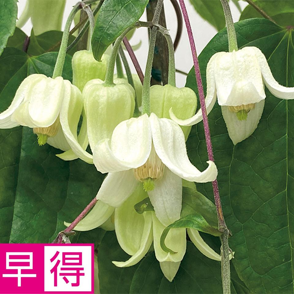 【お歳暮 ギフト早得】セントラルフラワー小波 常緑クレマチス「冬色のメロディ」ツリー仕立て（ＳＵＳｔｅｅ付） 商品サムネイル