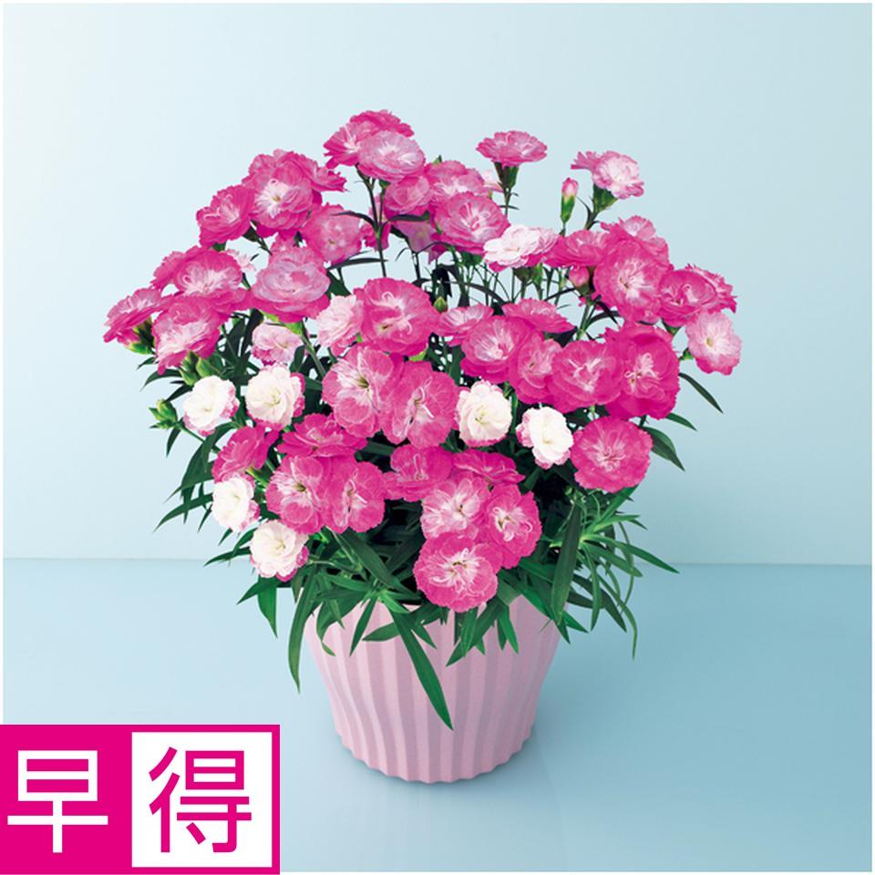 【母の日早得】矢祭園芸カーネーション「マジカルチュチュ」（ＳＵＳＴＥＥ付） 商品サムネイル