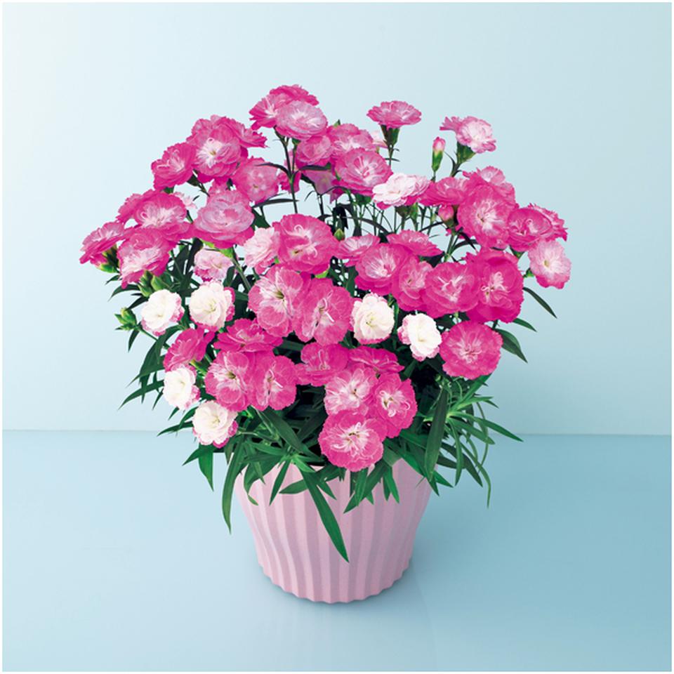 【母の日早得】矢祭園芸カーネーション「マジカルチュチュ」（ＳＵＳＴＥＥ付） 商品サムネイル